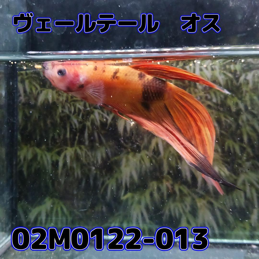 ベタ　ベールテール　オス　コイカラー　02M0122-013　トラディショナル　生体　熱帯魚_画像1