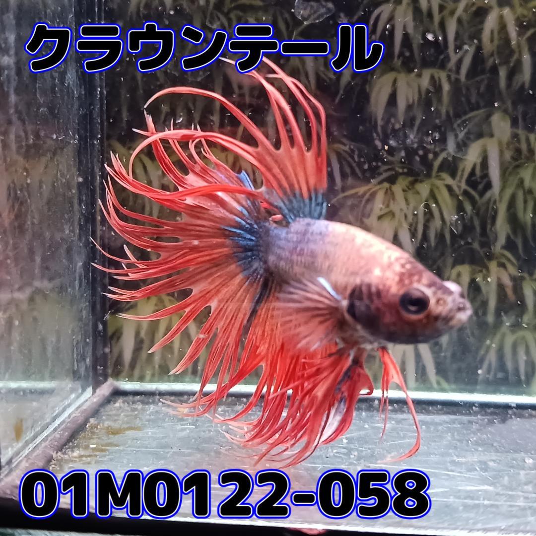 ベタ　クラウンテール　オス　01M0122-058　熱帯魚　生体_画像4