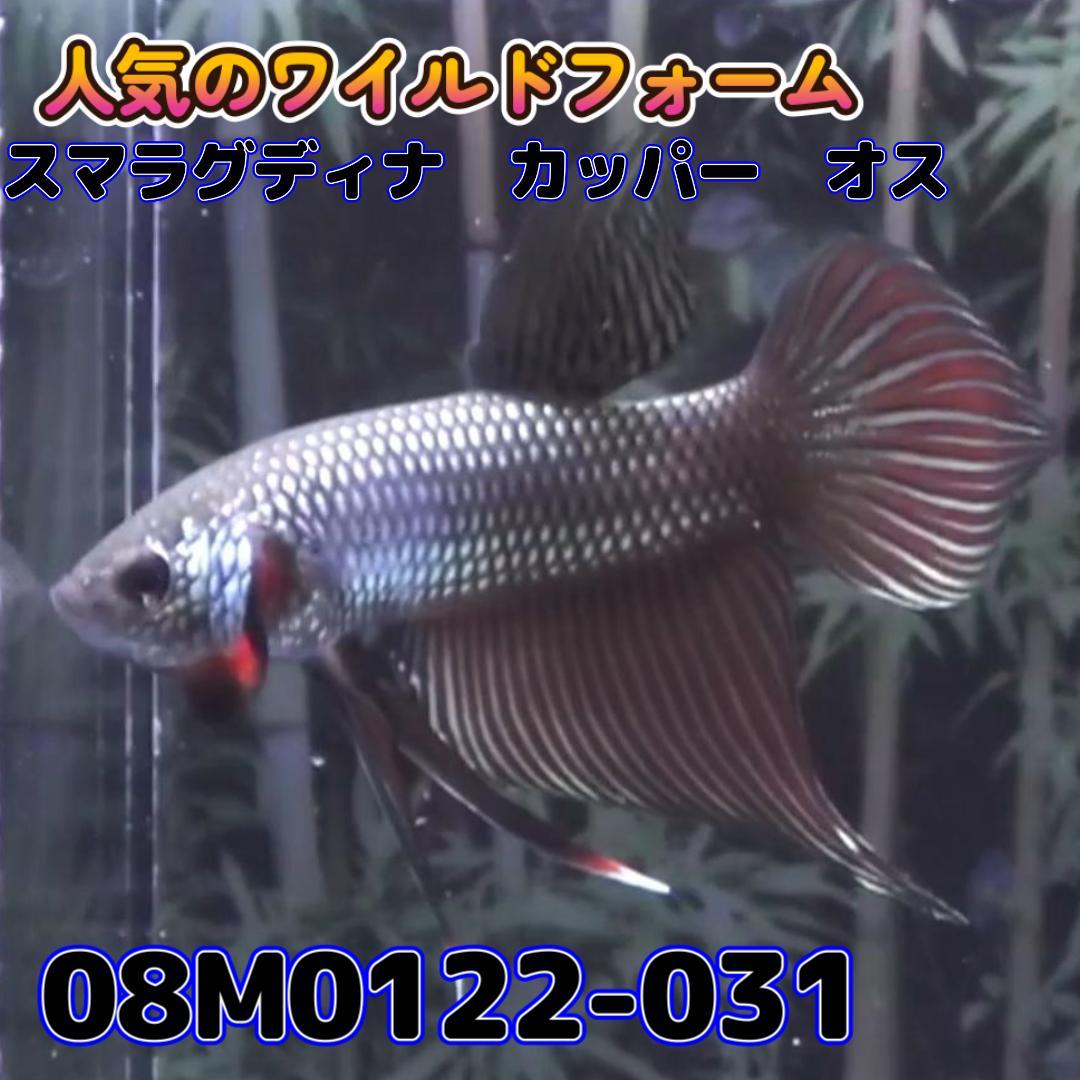 ベタ　ワイルド　オス　スマラグディナカッパー　08M0122-031　 熱帯魚　生体_画像1