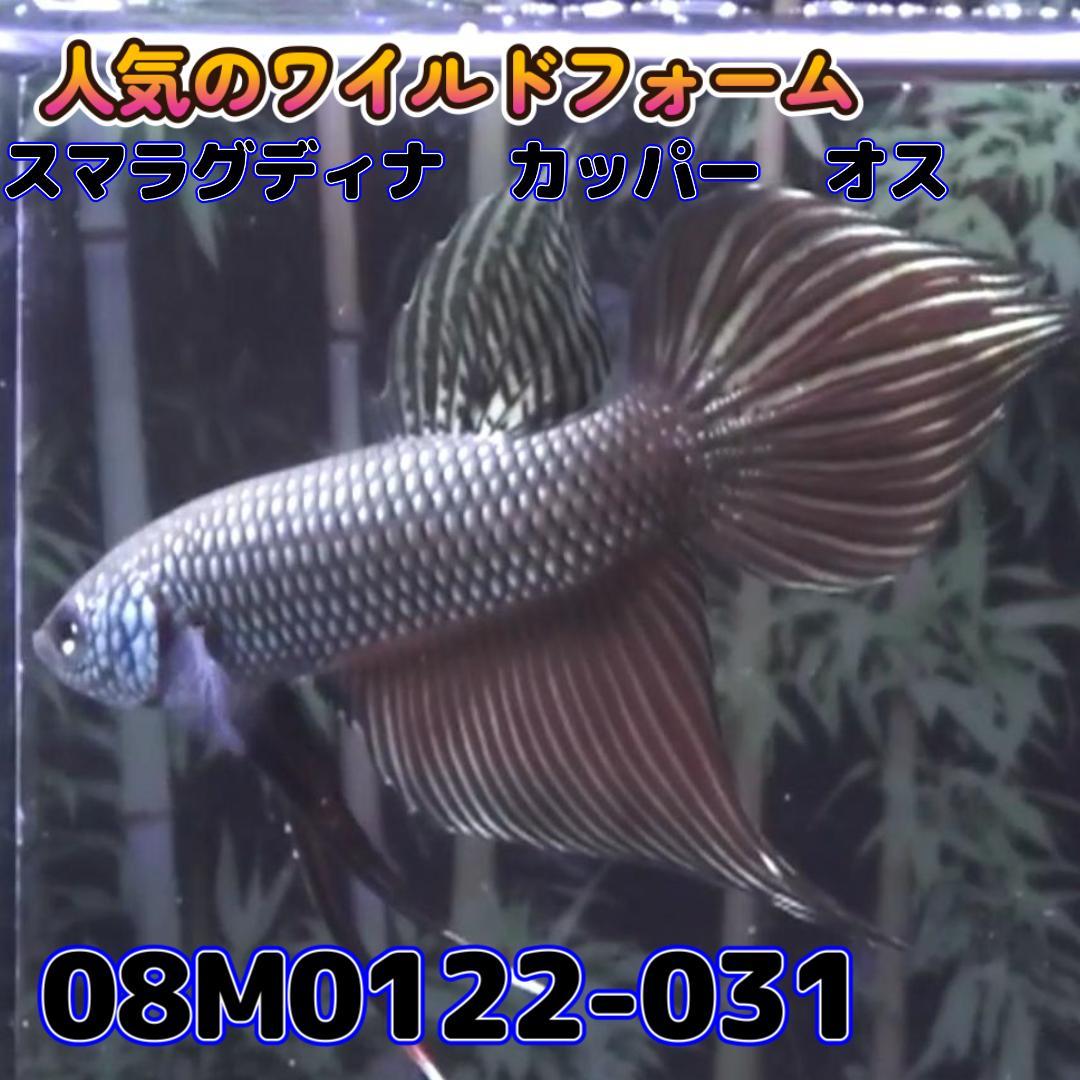 ベタ　ワイルド　オス　スマラグディナカッパー　08M0122-031　 熱帯魚　生体_画像3