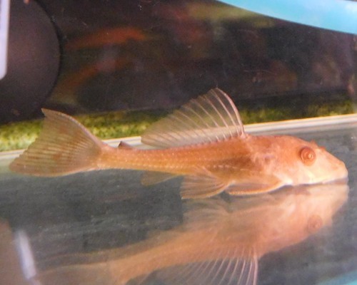 熱帯魚　レッドアイプレコ　S　1匹　約5-10cm　※雄雌のご指定不可　生体　アルビノヒポプレコ　アルビノサッカープレコ_画像1