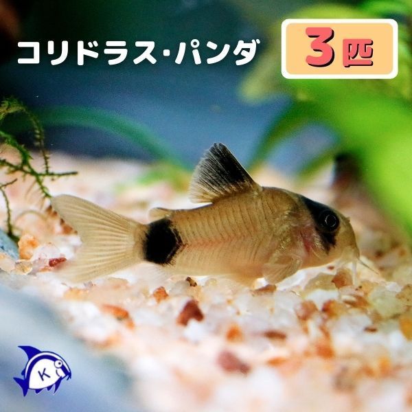 3 Тропические рыбы Corydoras Pandas * нельзя указать для мужчин и женщин