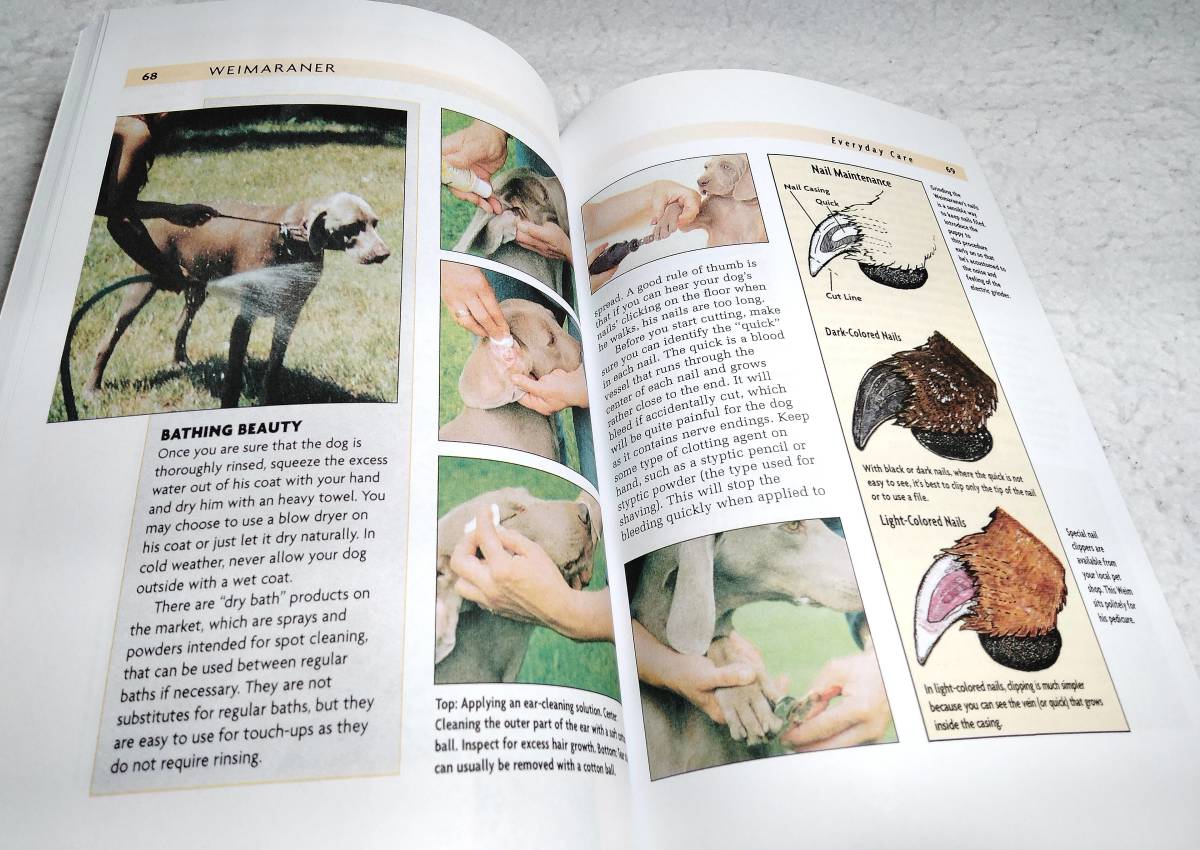 < foreign book >waimalana-: dog. .. person .. repairs. guide [Weimaraner: A Comprehensive Guide to Owning and Caring for Your Dog]