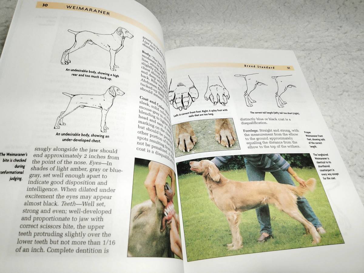 ＜洋書＞ワイマラナー：犬の飼い方とお手入れのガイド『Weimaraner: A Comprehensive Guide to Owning and Caring for Your Dog』_画像7