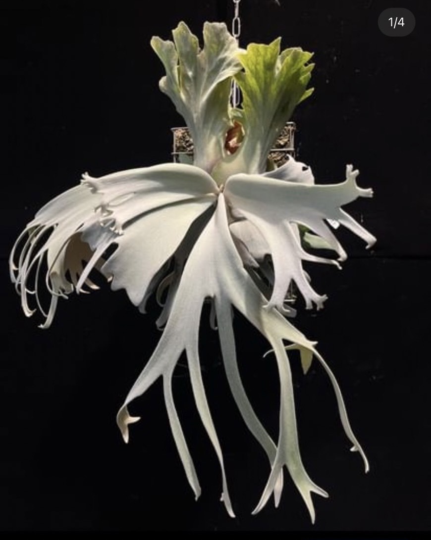 P.willinckii Peal Queen OC 観葉植物 - ビカクシダ P.willinckii Peal Queen OC 観葉植物 - ビカクシダ
