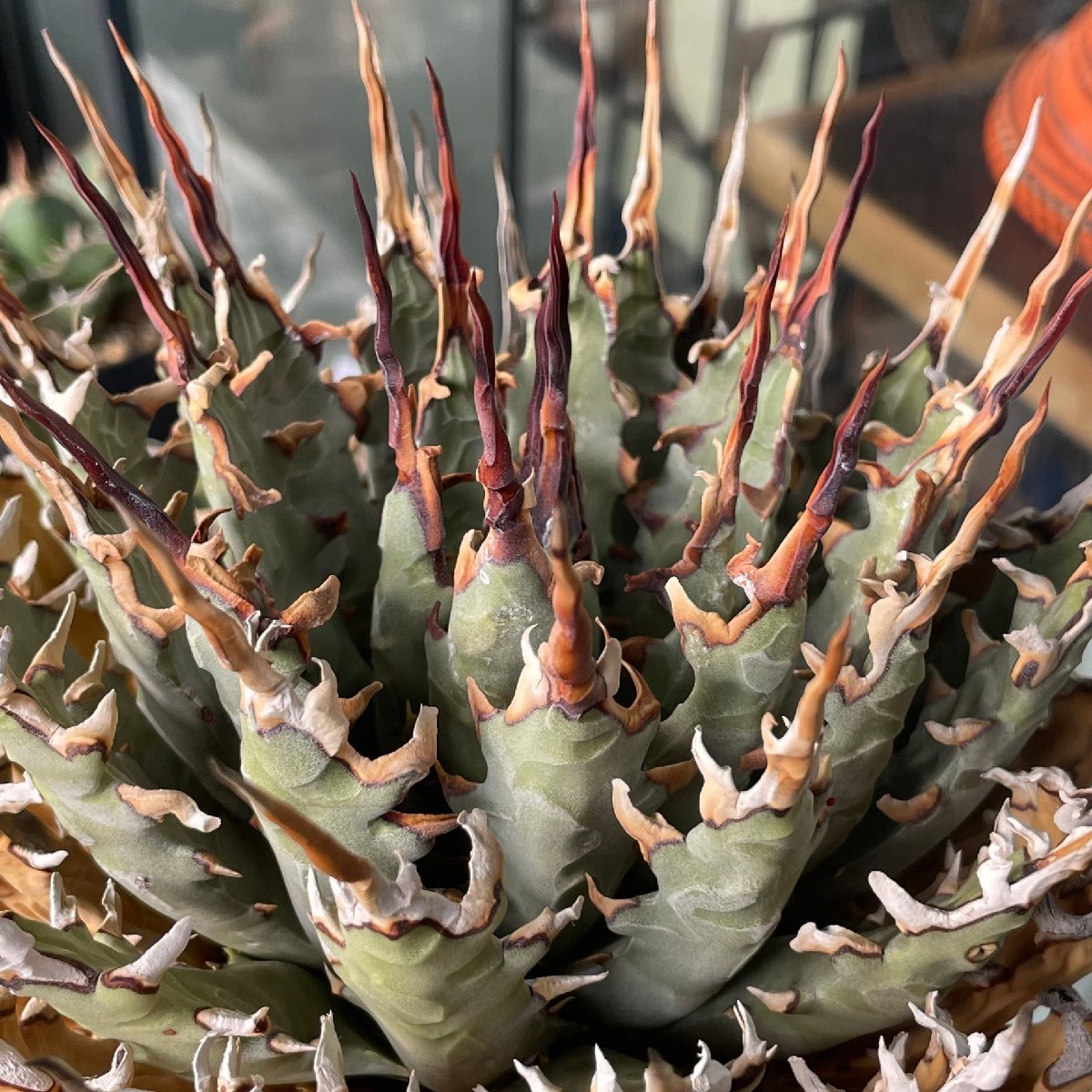 特特選　ユタエンシス 20cm　発根済 | CACTUS.TOKYO | (エボリスピナ　ネバデンシス)　_画像4