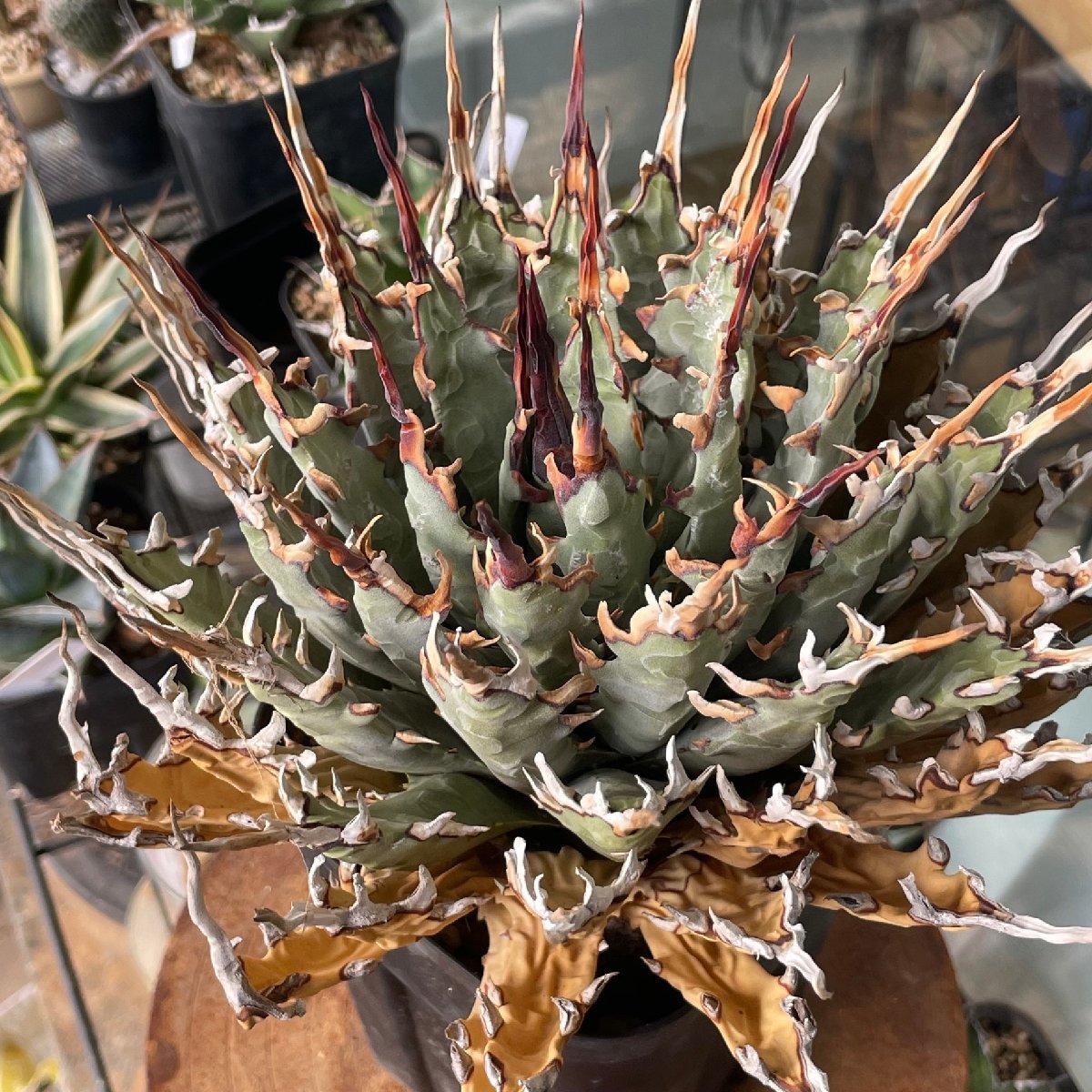 特特選　ユタエンシス 20cm　発根済 | CACTUS.TOKYO | (エボリスピナ　ネバデンシス)　_画像3