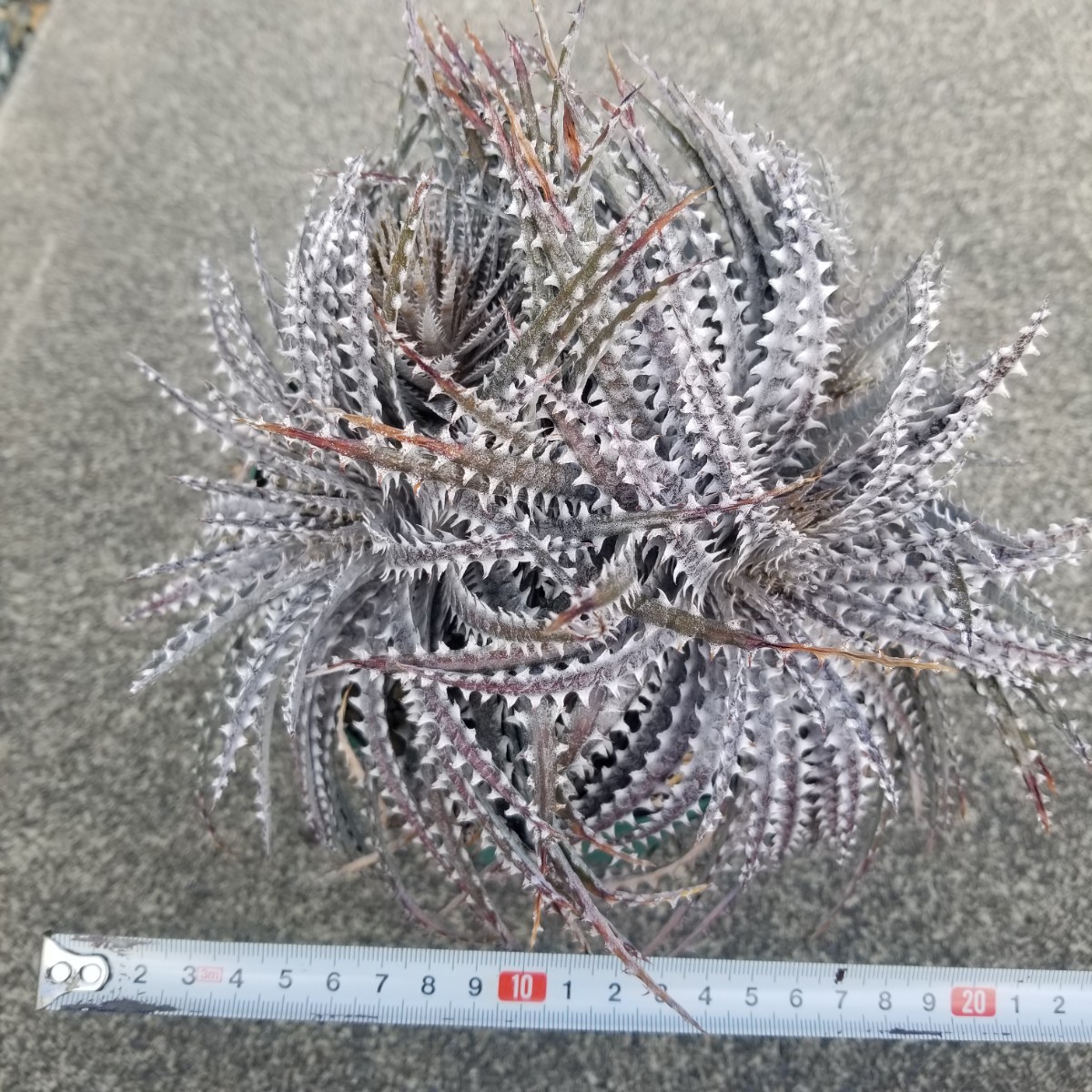 【送料無料】Dyckia Bare Bones ディッキア　ベアボーンズ　群生（Bear ベアーシリーズ Bryan Chan ブライアン・チャン）_画像2