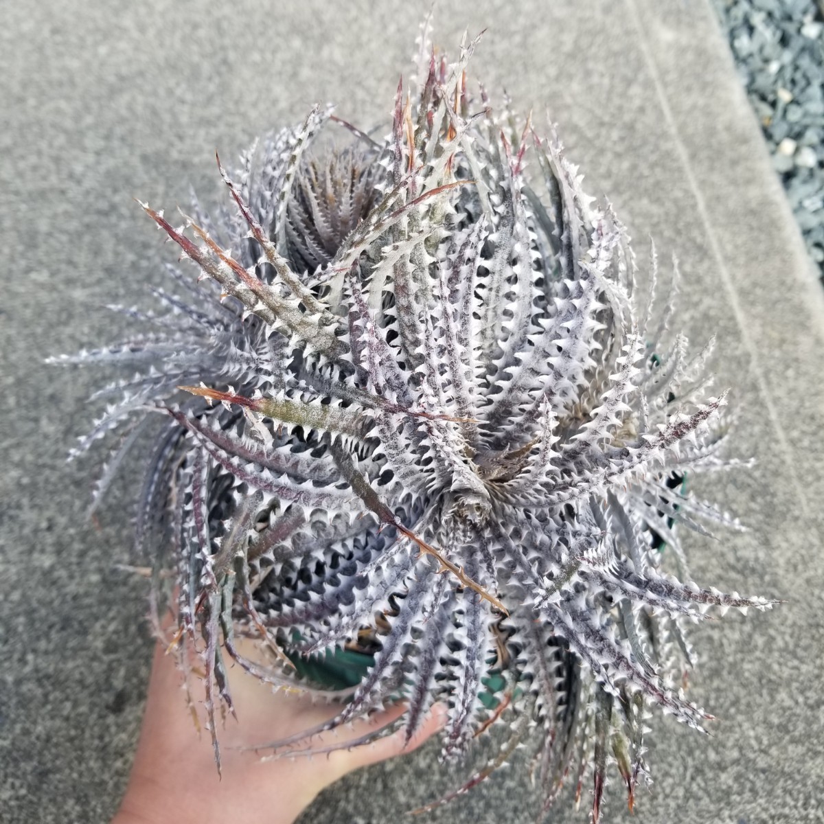 【送料無料】Dyckia Bare Bones ディッキア　ベアボーンズ　群生（Bear ベアーシリーズ Bryan Chan ブライアン・チャン）_画像4