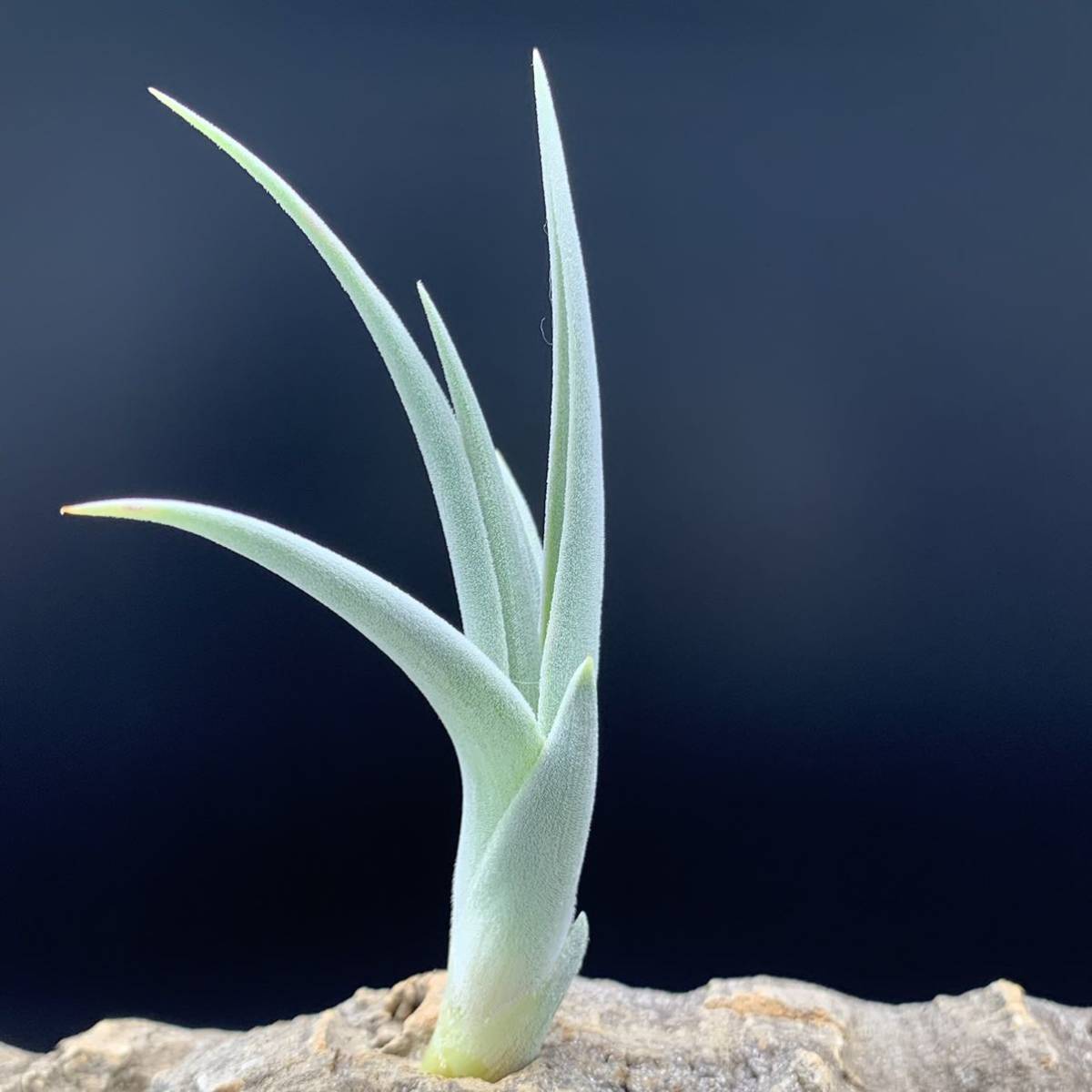 Yahoo!オークション - Tillandsia barfussii 'Large Clone Yahoo!オークション - Tillandsia barfussii 'Large Clone