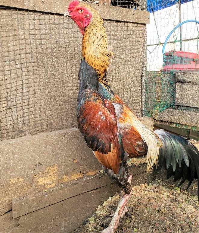 玄翁種大軍鶏の有精卵５個(即決で1個保証）食用_画像2