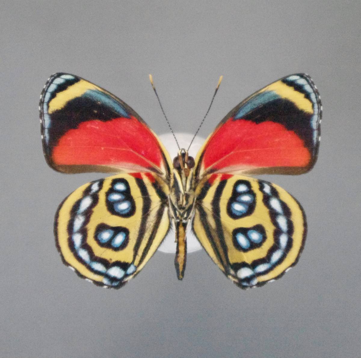 似て非なるウズマキタテハ2種　Peru蝶標本_画像3