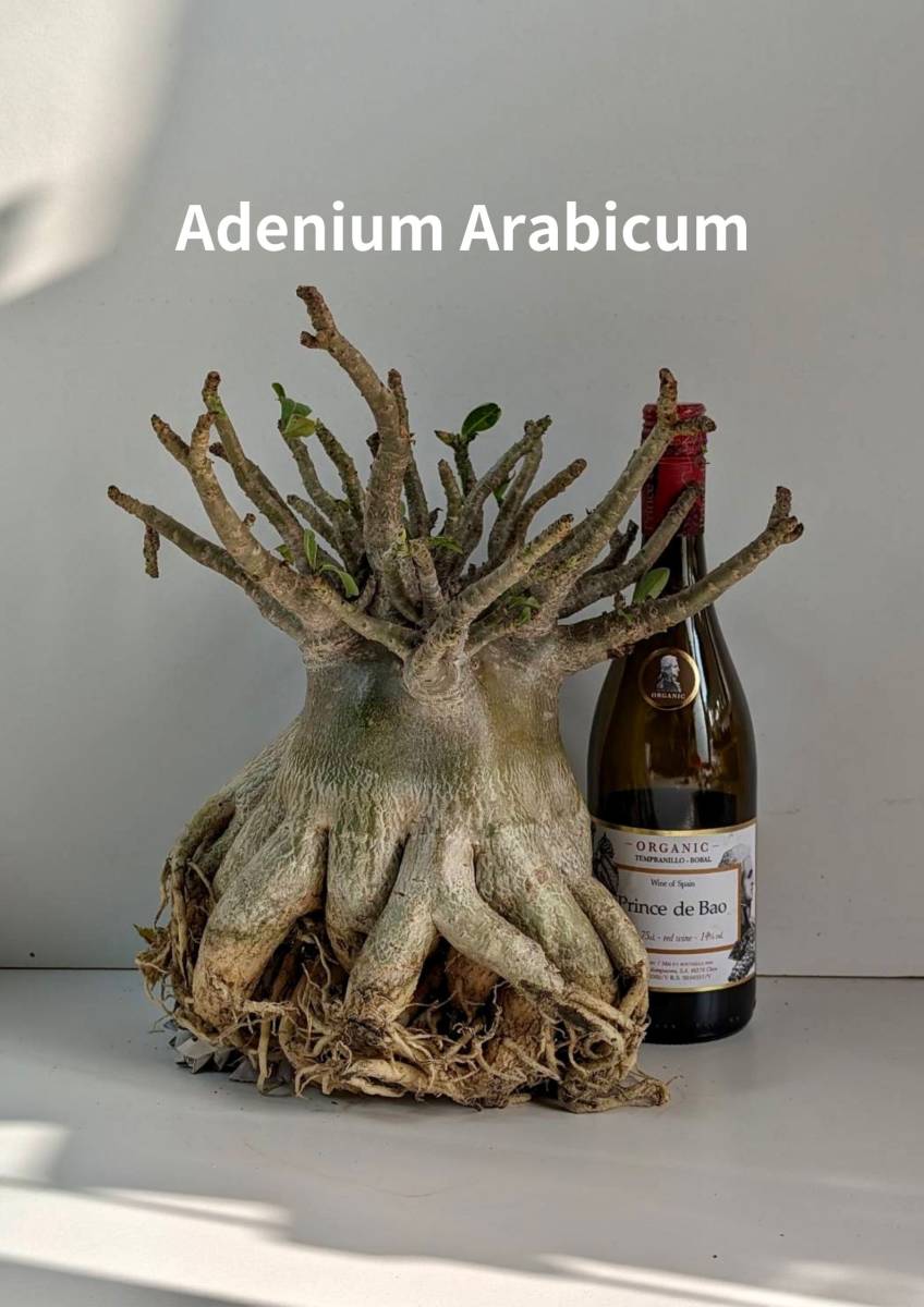 塊根植物 アデニウム アラビカム adenium arabicum コーデックス 10号ポット スーパーオクトパス No169