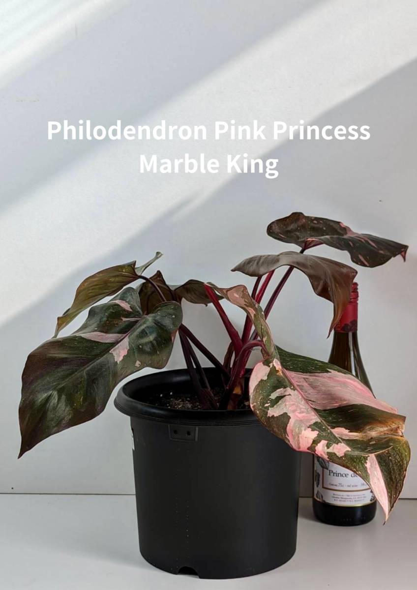 希少品種　美斑入り　フィロデンドロン　ピンクプリンセス　マーブルキング　Philodendron pink princess　marble king 　No.131_画像1