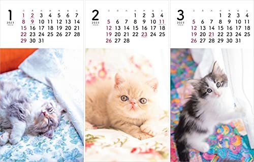 カレンダー2023 ミニカレンダー こねこ (月めくり/卓上・リング) (ヤマケイカレンダー2023)_画像6