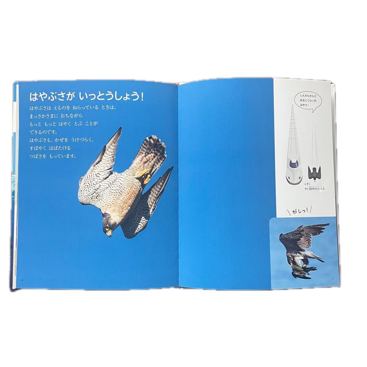 フレーベル館　しぜん　キンダーブック　6冊セット（あり・かえる・すずめ・ねこ・まつぼっくり・いきものチャンピオン）