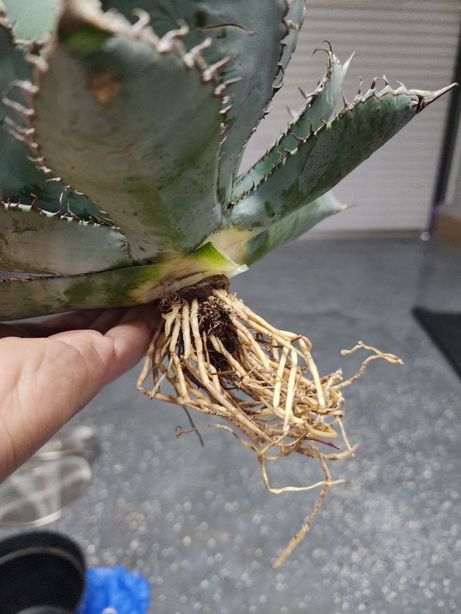 [ 特選 ] 大株 アガベ チタノタ ライオンズメーン 　[ 発根済み ] 5号 Agave titanota Lion's Mane カリフォルニア産_画像5