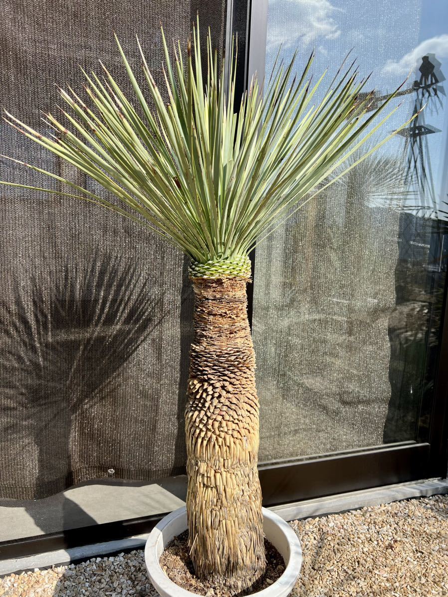 ユッカ ロストラータ Yucca rostrata ①訳あり株_画像7