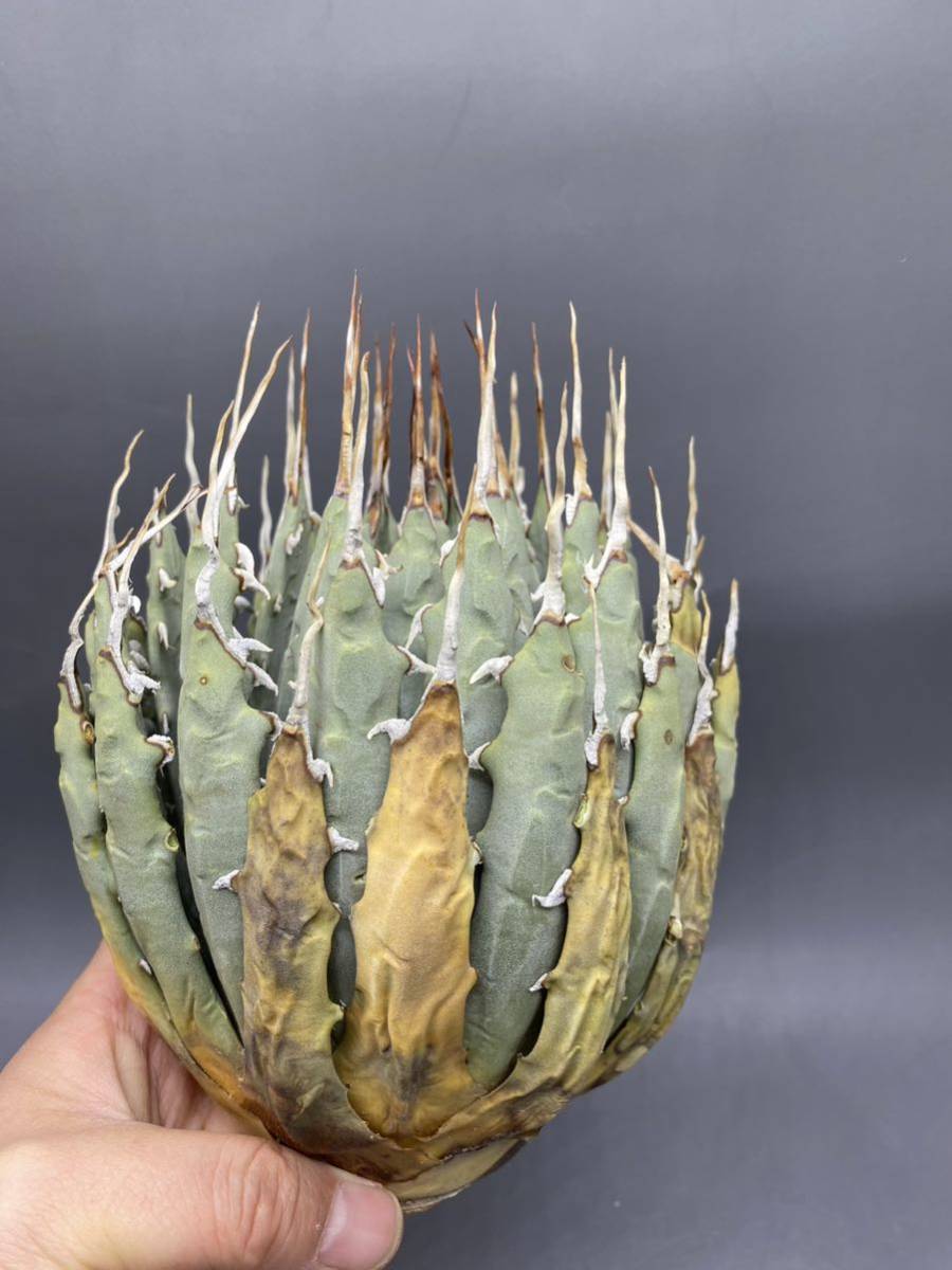 S0226-24 陽炎蕾形厚肉粗曲棘 アガベ ユタエンシス /Agave utahensis_画像1