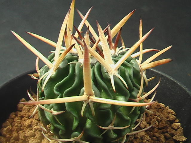 ★奈研★サボテン・多肉植物★709★エキノフォスロカクタス　鶴鳳竜　実生　Echinofossulocactus　tricuspidatus 約W3.9 cm_画像2