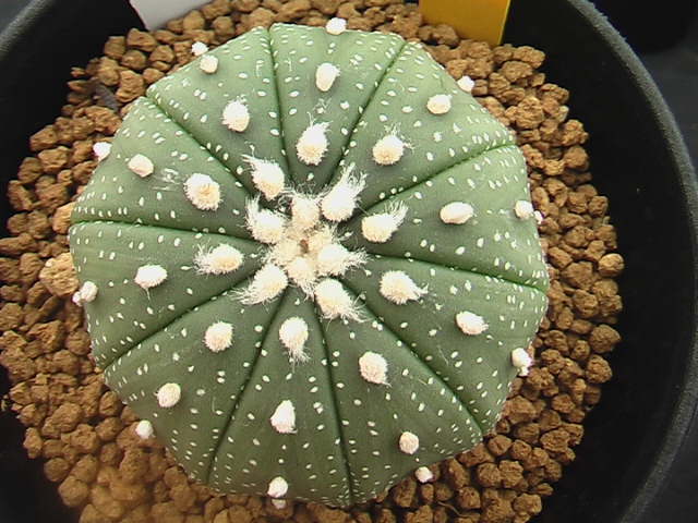 ★奈研★サボテン・多肉植物★902★ 十稜兜　実生　Astrophytum　asterias　cv. 約W 5.0cm_画像1