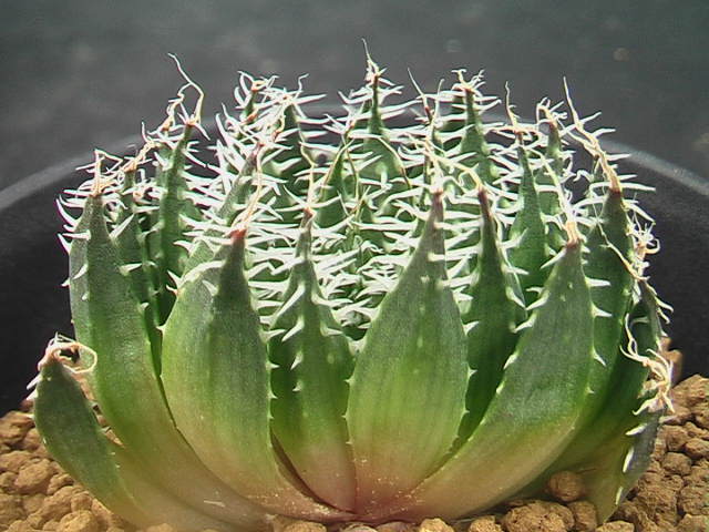 ★奈研★サボテン・多肉植物★992★ハオルシア　Haworthia arachnoidea v.seabrispina　Rooinek　Pass　SW　Laingsburg約W5.0cm_画像6