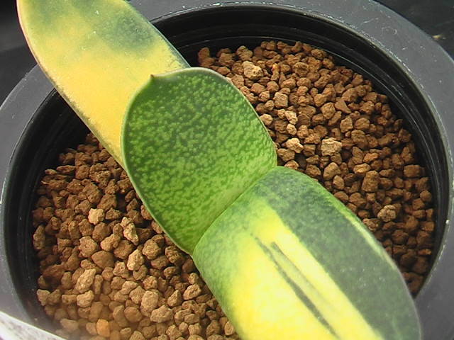 ★奈研★サボテン・多肉植物★993★ ガステリア　ピランシー錦×恐竜　Gasteria pillansii varieg.×Gasteria pillansii hyb.　約W11.2 cm_画像1