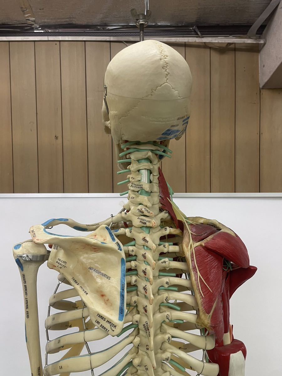 N30) 人体模型 骸骨 等身大 筋肉付 骨格モデル USA Texas SKELE-TORSO メディカル 実用品 骨格標本 整骨院 医学 理科 医療 病院器具 飾り_画像8