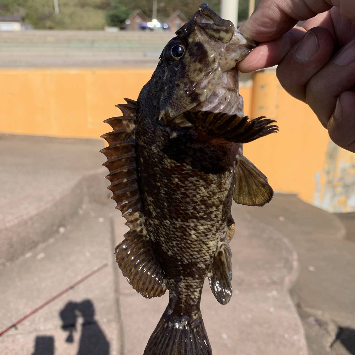 リアルオキアミワーム 5色 15個 エビ えび 海老 蝦 夜光 蓄光 根魚 穴釣り ロックフィッシュ ライトゲーム メバル カサゴ ソイ ヒラメ アジ_画像10