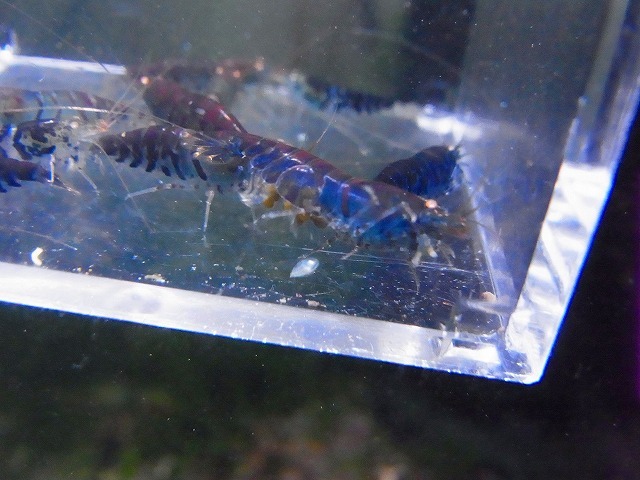 Golden-shrimp　　ブルーゴールデンアイ♂4♀6（抱卵3匹）10匹ブリードセット　発送日は金土日のみ_画像8