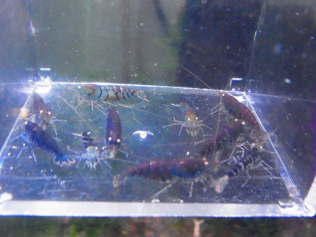 Golden-shrimp　　ブルーゴールデンアイ♂4♀6（抱卵3匹）10匹ブリードセット　発送日は金土日のみ_画像10