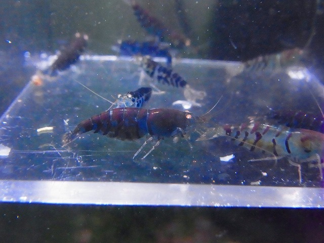 Golden-shrimp　　ブルーゴールデンアイ♂4♀6（抱卵3匹）10匹ブリードセット　発送日は金土日のみ_画像1