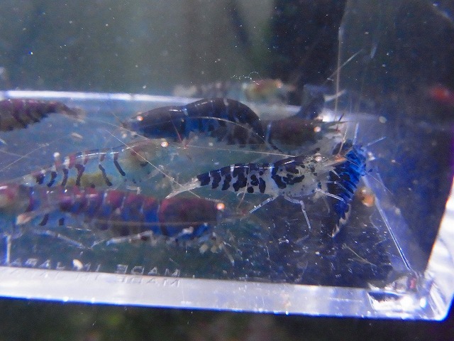 Golden-shrimp　　ブルーゴールデンアイ♂4♀6（抱卵3匹）10匹ブリードセット　発送日は金土日のみ_画像6