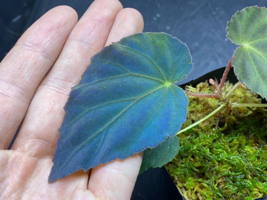 原種ベゴニア パヴォニナ/ Begonia pavonina 青光りベゴニア_画像2