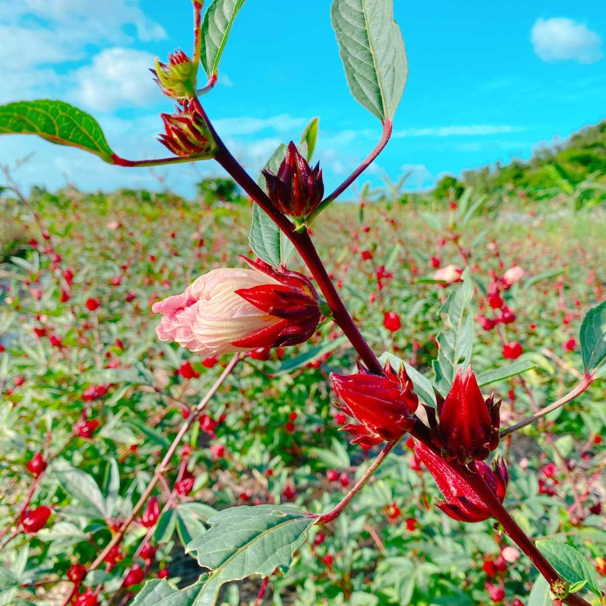  fruits 40g hibiscus low zeru dry Okinawa prefecture production hot also chilling chilling also!