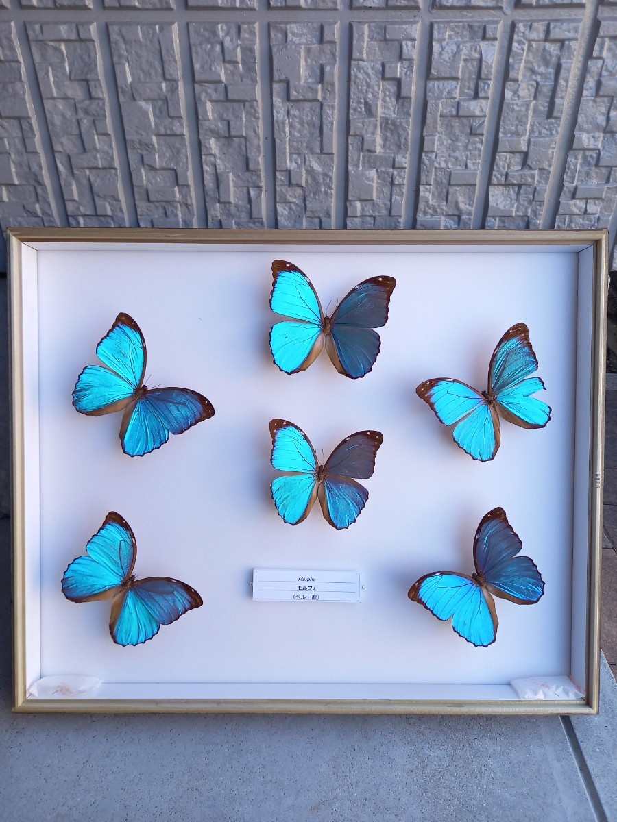 【貴重】モルフォ Morpho 蝶 ペルー産 標本 死虫 ドイツ箱 昆虫標本 野外品_画像1