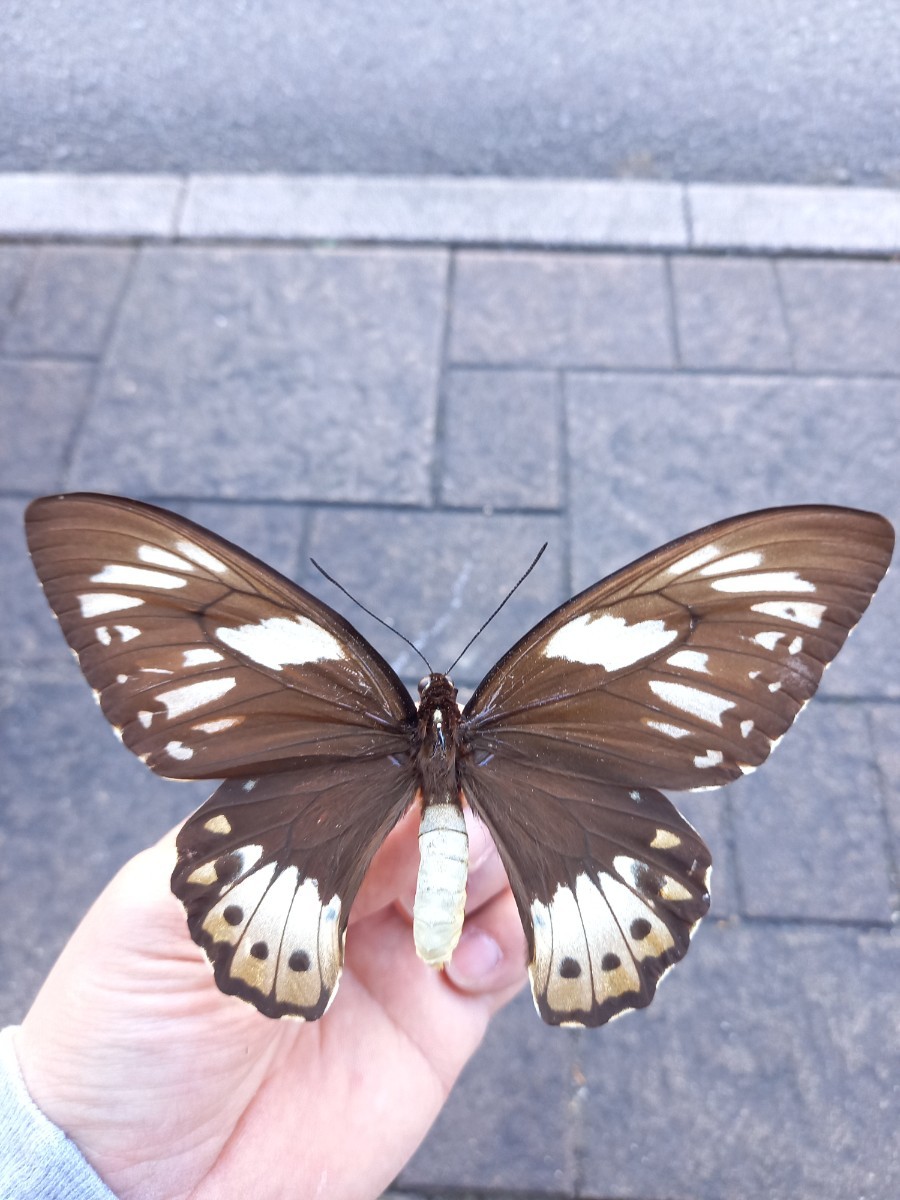 【貴重】ロスチャイルドトリバネアゲハ 蝶 Ornithoptera rothschildi 標本 死虫 昆虫標本 ドイツ箱 インドネシア・西イリアン産_画像6