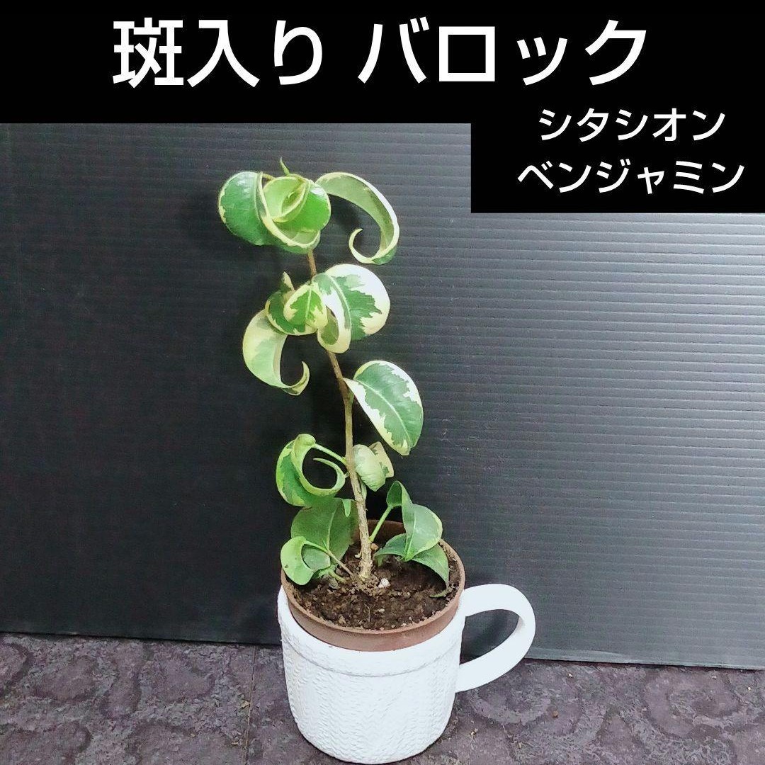 ⑥ 斑入り バロック ベンジャミン シタシオン Ficus benjamina barok Variegata バリエガータ_画像1