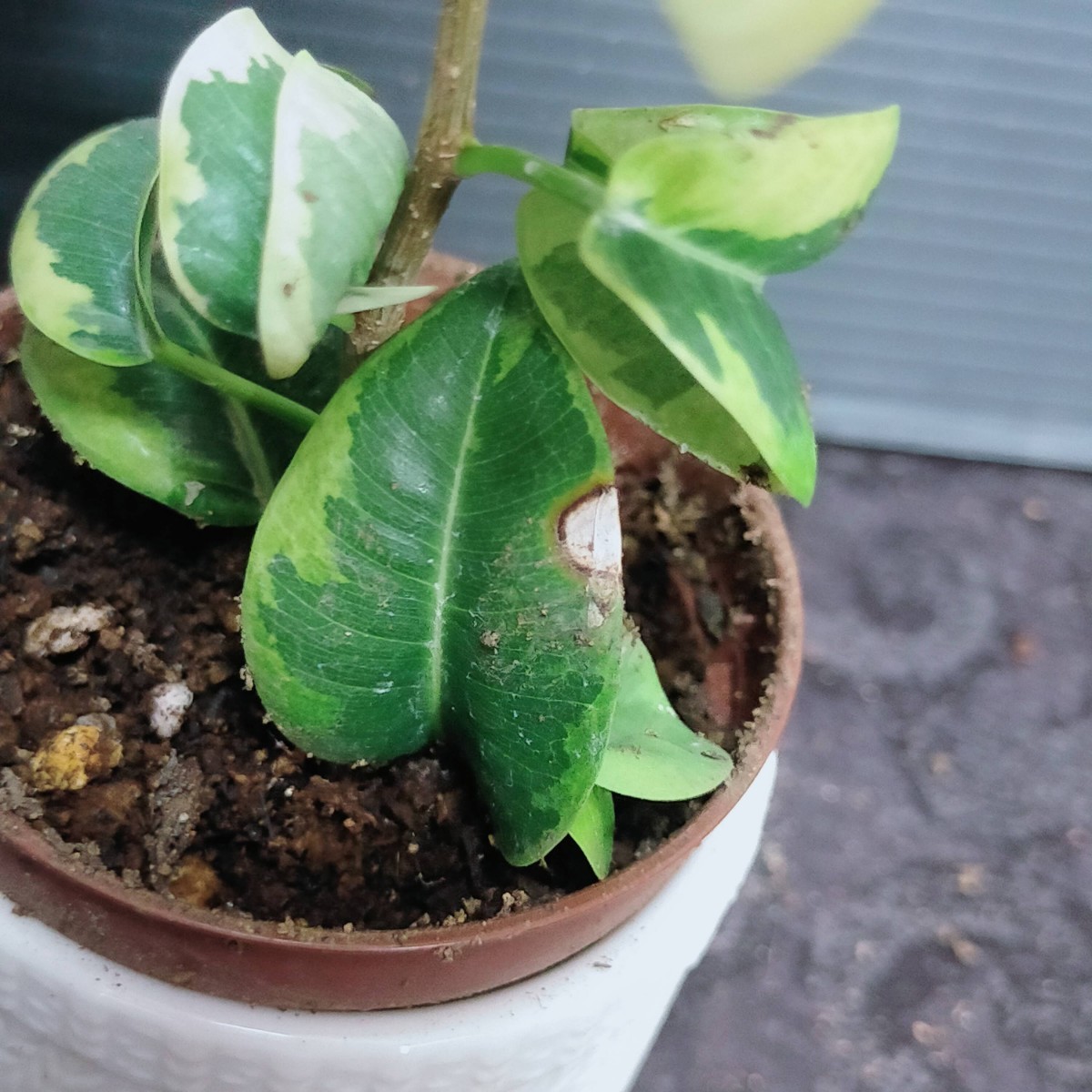 ⑥ 斑入り バロック ベンジャミン シタシオン Ficus benjamina barok Variegata バリエガータ_画像6