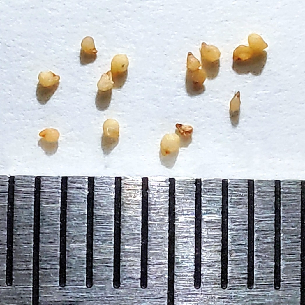 【自家採種“種子”/30粒】Hereroa pallens (SH 394)/ヘレロア・パレンス//多肉植物/メセン_お送りする種子のイメージ