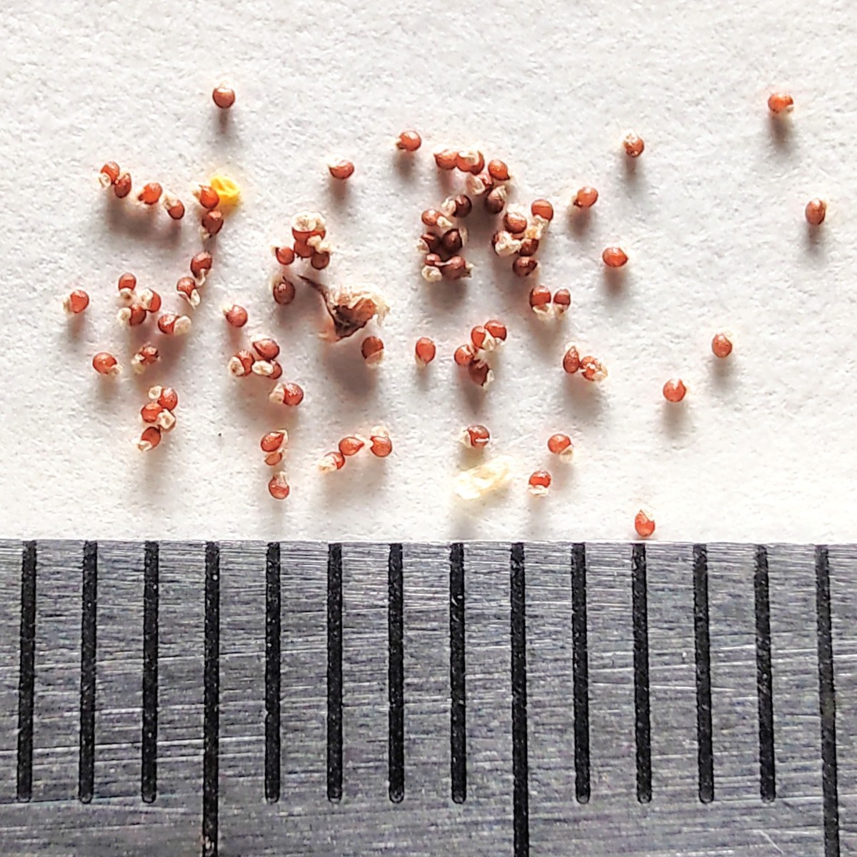 【自家採種“種子”/50粒】Strombocactus disciformis (SB 174)/ストロンボカクタス 菊水//サボテン/多肉植物/フィールドナンバー付_お送りする種子のイメージ