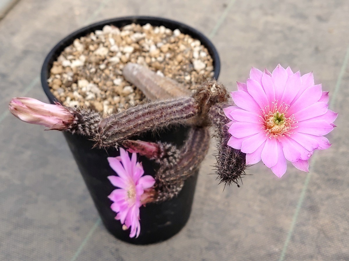 【自家採種“種子”/15粒】Echinocereus schmollii/エキノケレウス 珠毛柱//多肉植物/サボテン_開花中の株