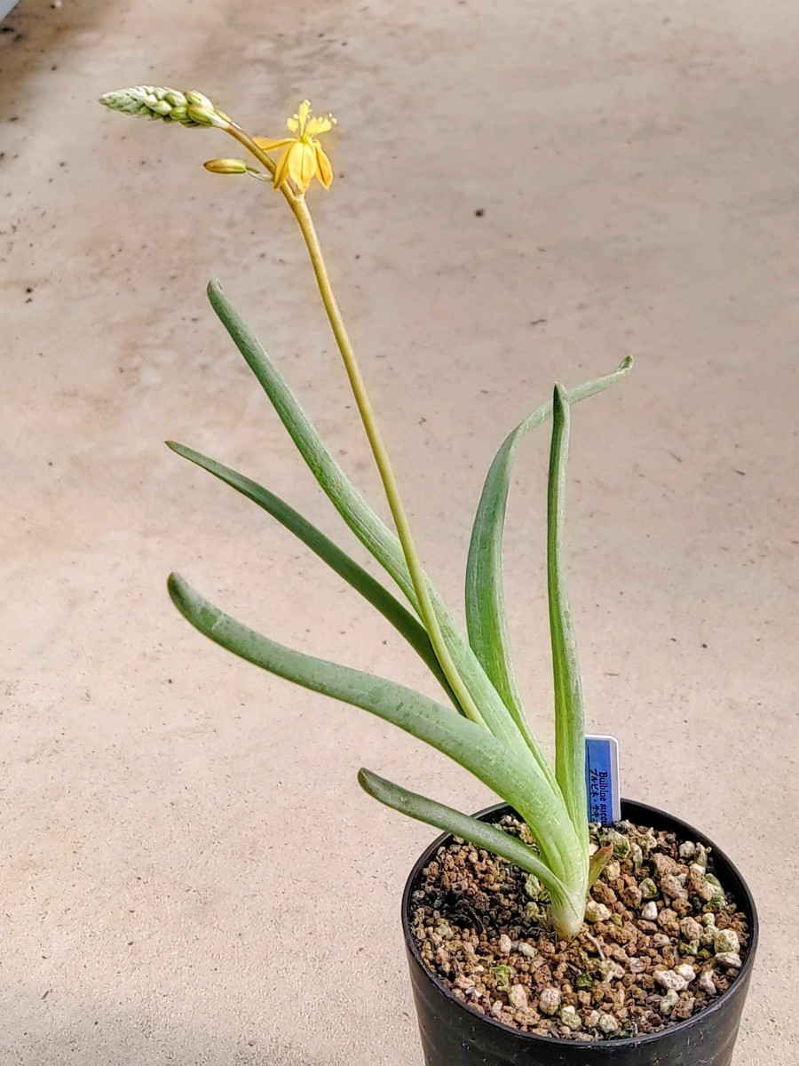 【自家採種“種子”/10粒】Bulbine succulenta (JAA 1235)/ブルビネ・サキュレンタ//多肉植物_株姿