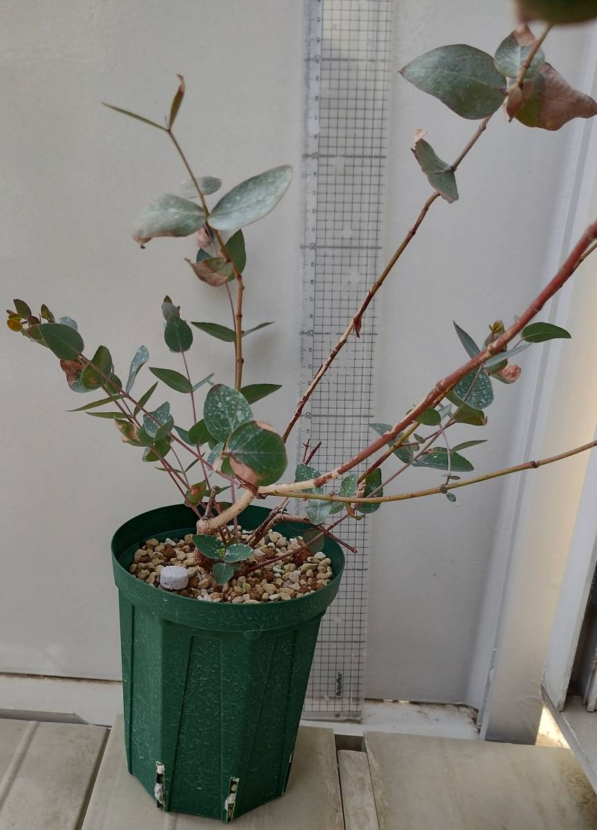 Eucalyptus gillii　原種　ユーカリ ギリー　ハーブ_画像3