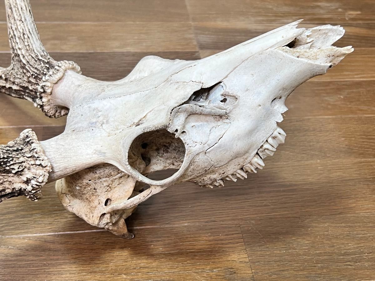エゾシカの頭骨 雄成体 鹿の頭蓋骨 北海道|Yahoo!フリマ(旧 エゾシカの頭骨 雄成体 鹿の頭蓋骨 北海道|Yahoo!フリマ(旧