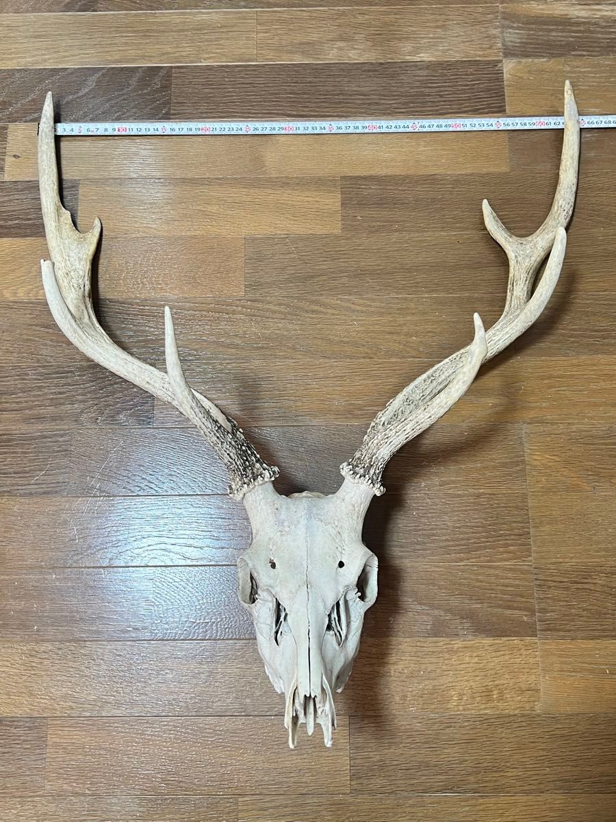 エゾシカの頭骨 雄成体 鹿の頭蓋骨 北海道|Yahoo!フリマ(旧 エゾシカの頭骨 雄成体 鹿の頭蓋骨 北海道|Yahoo!フリマ(旧