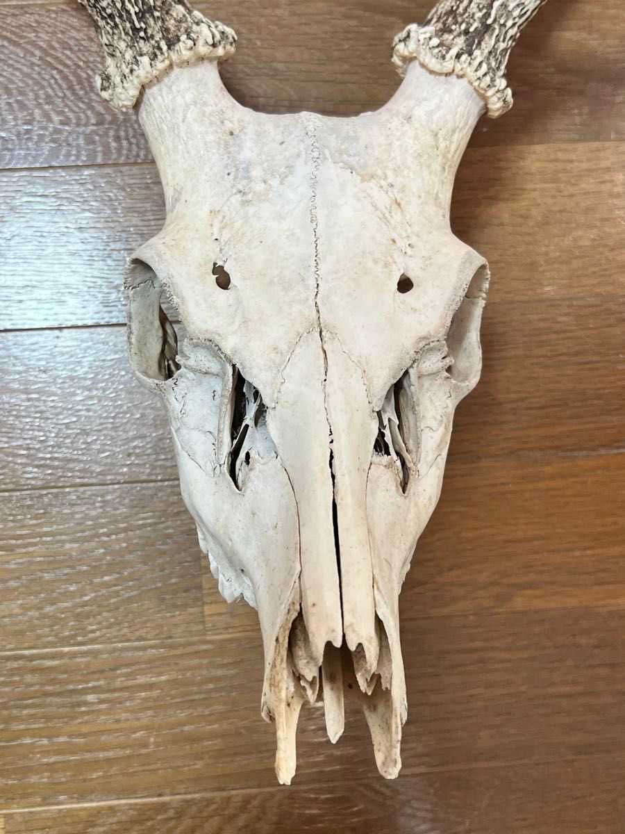 エゾシカの頭骨 雄成体 鹿の頭蓋骨 北海道|Yahoo!フリマ(旧 エゾシカの頭骨 雄成体 鹿の頭蓋骨 北海道|Yahoo!フリマ(旧