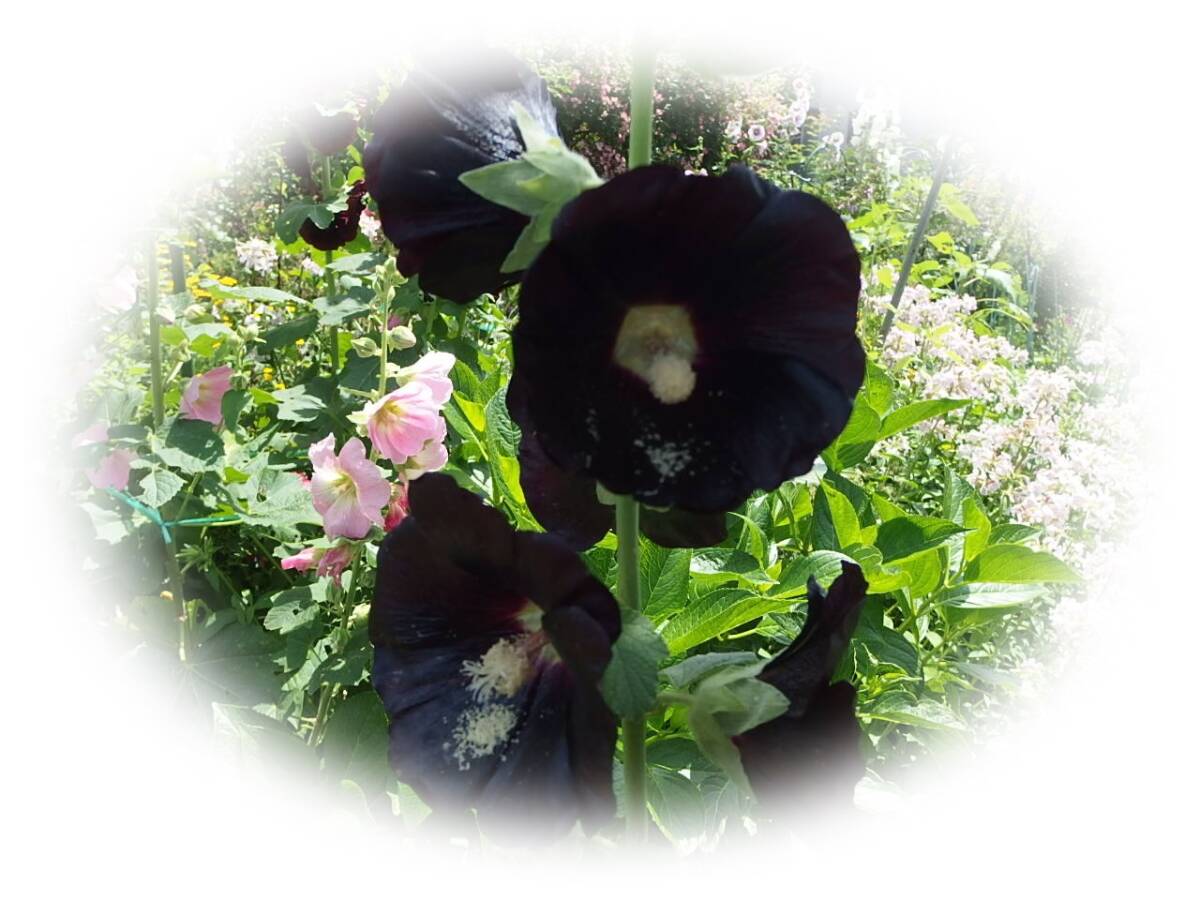 ホリホック 　黒っぽい赤一重　20粒　立葵　たちあおい　種 5年自家採取　花が大好き_画像4