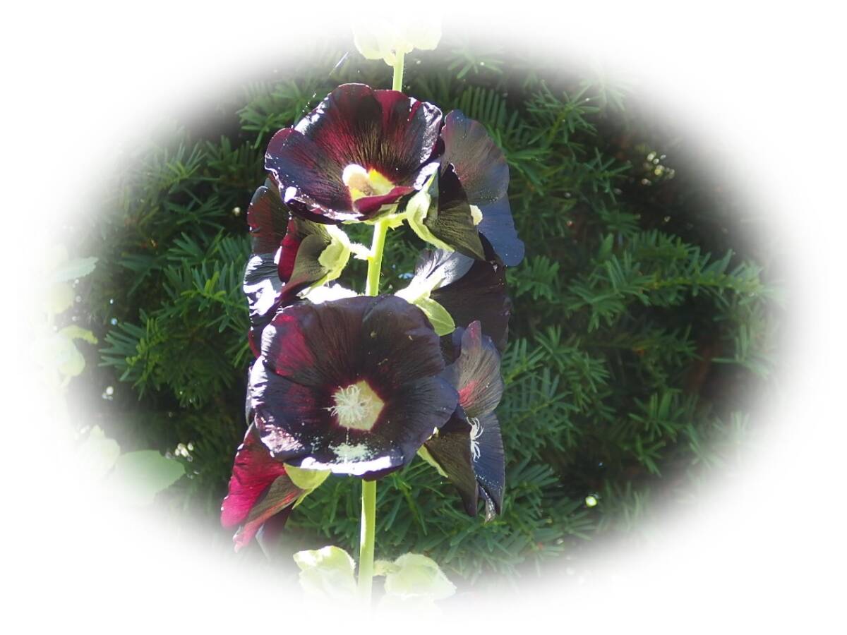 ホリホック 　黒っぽい赤一重　10粒　立葵　たちあおい　種 5年自家採取　花が大好き_画像1