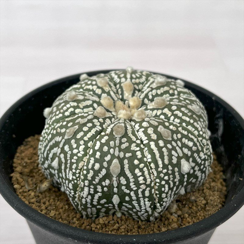 0221-009 アトロフィツム スーパー兜 B 3.5号鉢 多肉植物 現品_画像1